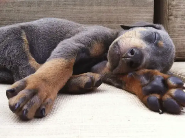 Ile kosztuje szczeniak dobermana? Poznaj ceny i ważne czynniki