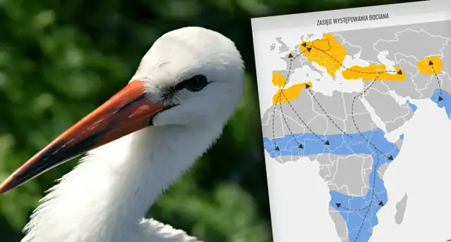 Dlaczego bociany wracają do Polski? Odkryj zaskakujące powody