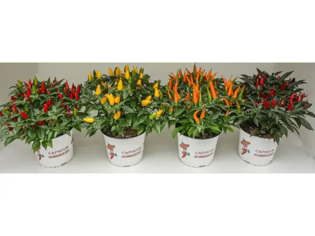 Gdzie kupić papryczki w doniczce? Oto najlepsze miejsca i porady