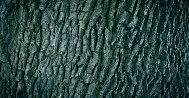 Kora dębu – przepis na ciasto z unikalnym smakiem kory dębu