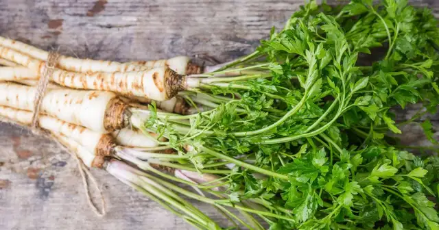 Jak uprawiać pietruszkę: proste sposoby na zdrowe zbiory w ogrodzie