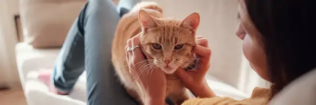 Flöhe erkennen: Anzeichen und Tipps zur Identifizierung im Zuhause