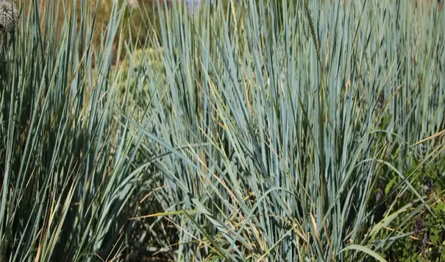 Dlaczego trawa ozdobna nie kwitnie? Oto najczęstsze przyczyny