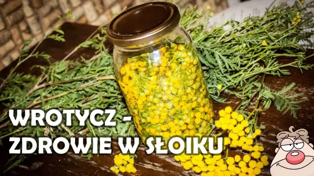 Jak zrobić nalewkę z wrotyczu - prosta receptura na zdrowie