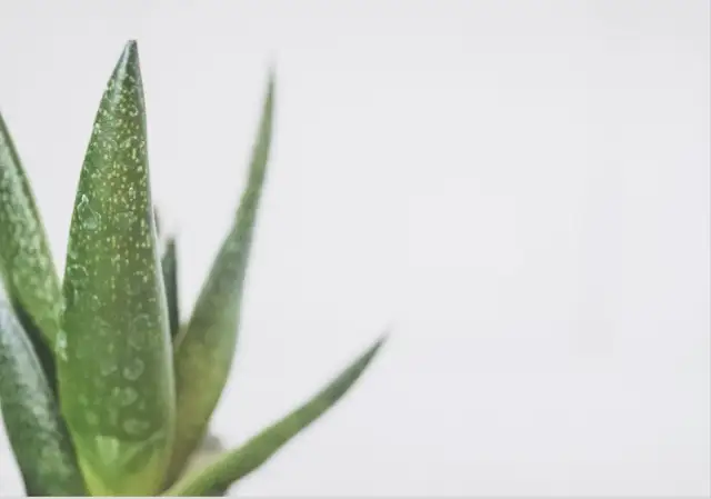 Rośliny, które przynoszą szczęście i ukojenie do domu i ogrodu