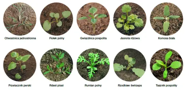 Skuteczne metody na chwasty w ogrodzie - naturalne i chemiczne