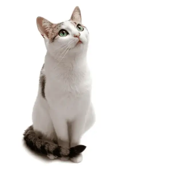 Jak często karmić małego kotka, aby zapewnić mu zdrowie i szczęście