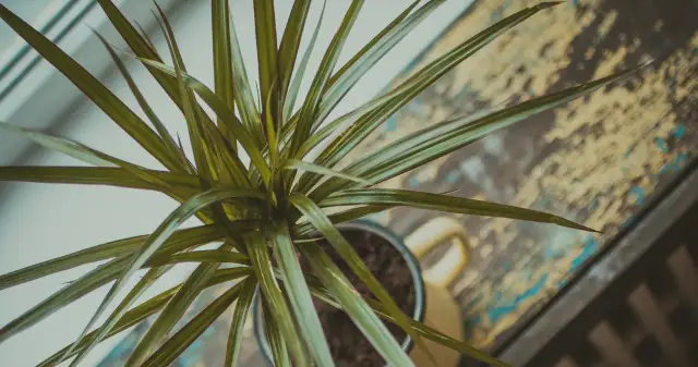 Jaki nawóz do draceny - wybierz najlepszy dla zdrowych roślin