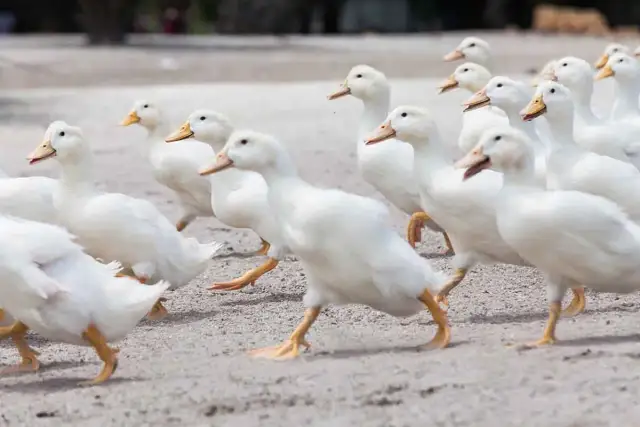 Kaczki do chowu: jak rozpocząć hodowlę i osiągnąć sukces
