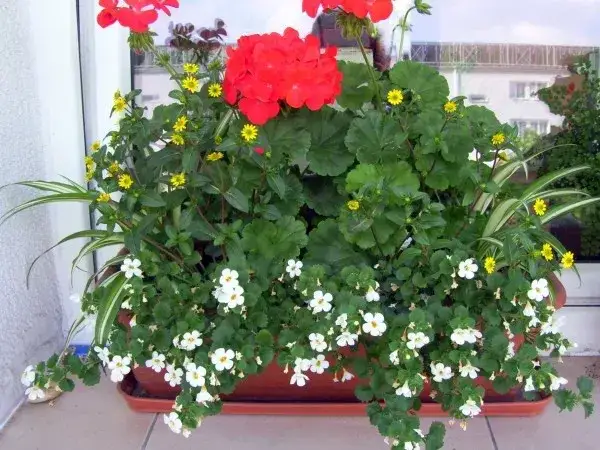 Najlepsze kwiaty balkonowe na słońce: 8 gatunków do uprawy