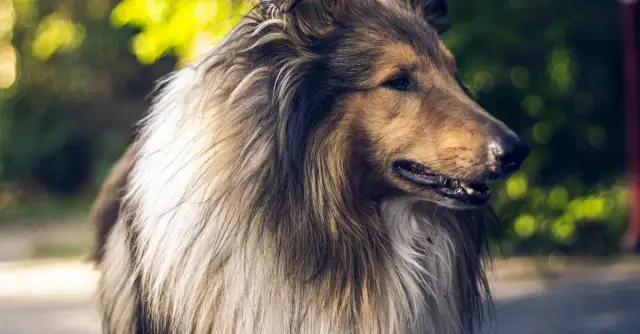 Pies Lassie: Dlaczego ta historia wciąż porusza widzów?