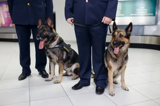 Ile zarabia służba celna? Zaskakujące fakty o pensjach celników