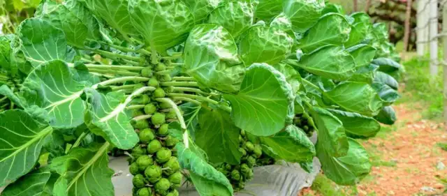 Jak uprawiać brukselkę: sekrety udanej uprawy i pielęgnacji