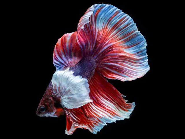 Ile żyją rybki bojowniki? Odkryj sekrety ich długowieczności