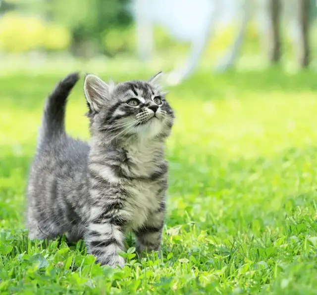 Czym karmić małe kotki, aby zapewnić im zdrowy rozwój?