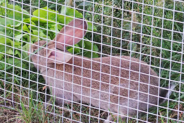 Jaką siatkę na klatki dla królików wybrać, aby zapewnić bezpieczeństwo?
