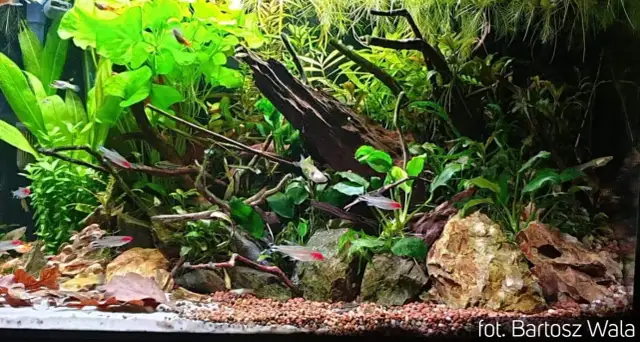 Kiedy wlać bakterie do akwarium, aby uniknąć problemów z wodą?