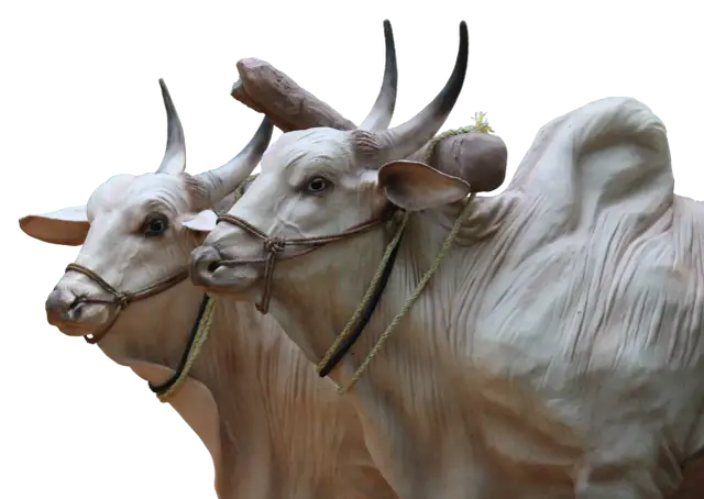 Symbolika krowy: poznaj znaczenie świętego zwierzęcia w kulturach świata