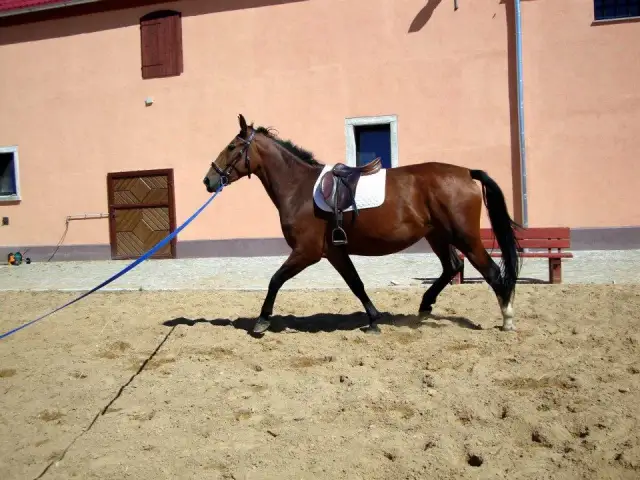 Stadnina koni Szymanów - usługi, godziny otwarcia i zawody jeździeckie