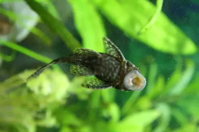 Jakie akwarium dla glonojada? Idealne warunki dla zdrowia ryb