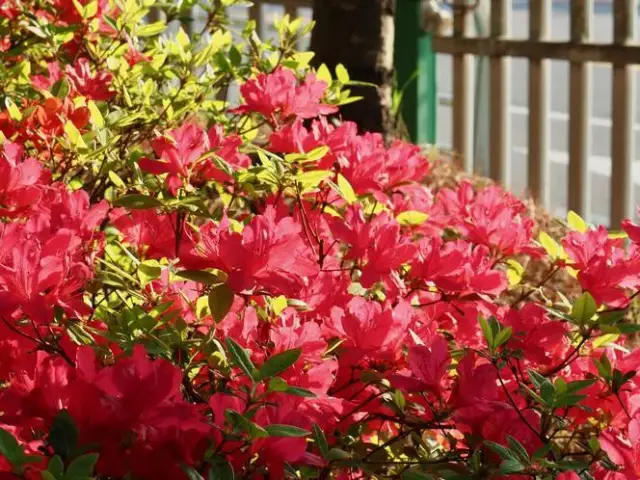 Kiedy sadzić azalię ogrodową: poznaj najlepszy termin i sprawdzone metody