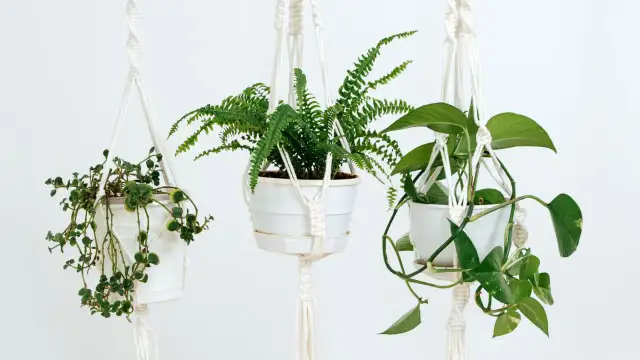 Plantas que cuelgan: transforma tu hogar con estas opciones únicas