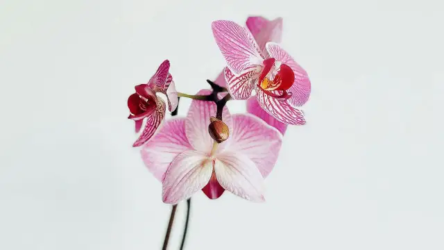 Jak podlewać storczyki nawozem, aby uniknąć najczęstszych błędów?