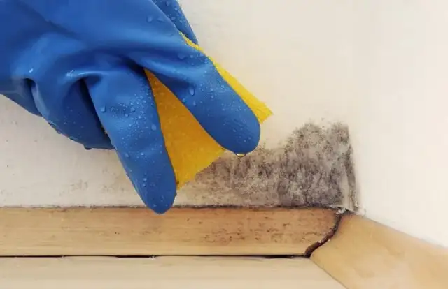Skuteczne metody, jak się pozbyć grzyba ze ścian i uniknąć problemów