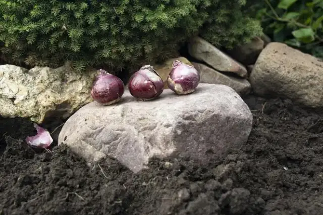 Kiedy sadzić cebule hiacyntów do gruntu? Najlepszy termin i porady
