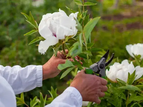 Jak przycinać piwonie, aby uniknąć najczęstszych błędów w pielęgnacji