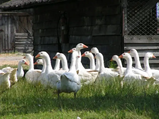 Dopłaty do hodowli gęsi - aktualne programy, warunki i wymogi dla rolników