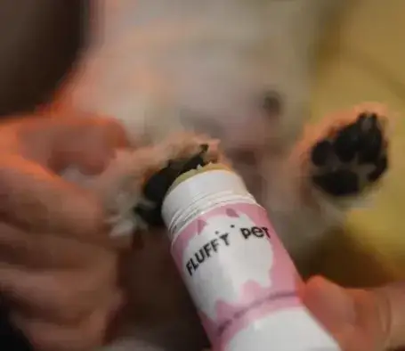 Niemy krzyk psich łap. Czy Twój przyjaciel spaceruje po „szkle”?