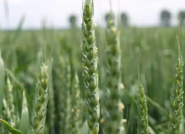 Ile nawozu na 1 ha zboża – uniknij błędów w nawożeniu i zwiększ plony