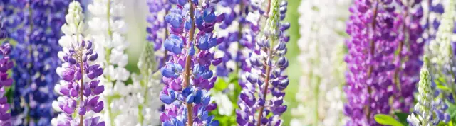 Kiedy siać łubin trwały, aby uniknąć nieudanych plonów?