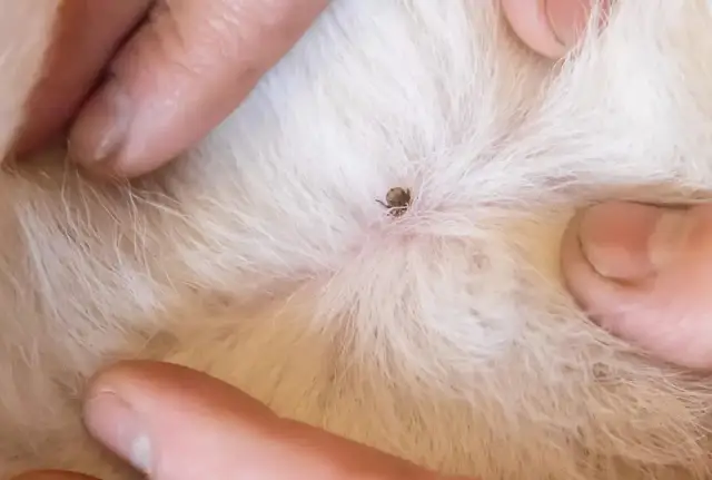 Czy kleszcz sam odpada? Dowiedz się, jak uniknąć niebezpieczeństw