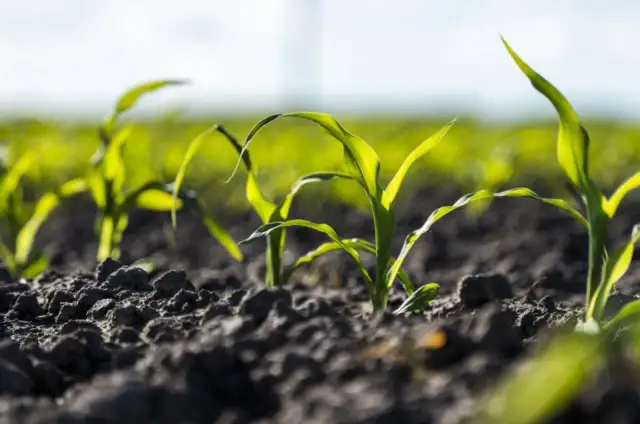 Ile nawozu na kukurydzę? Kluczowe informacje dla wysokich plonów