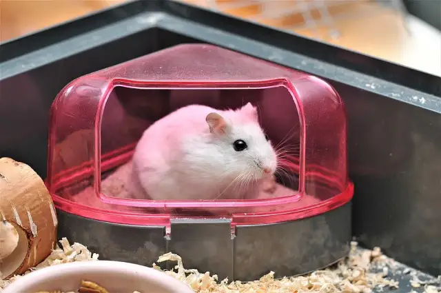 Jak urządzić klatkę dla chomika: kompletny poradnik dla właścicieli