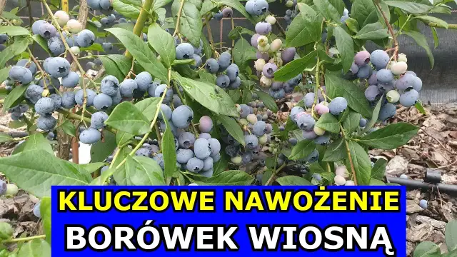 Kiedy stosować nawóz do borówek, aby uniknąć słabych plonów?