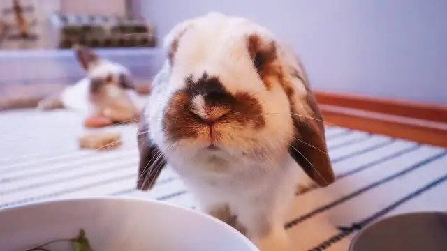 Jak nauczyć królika przychodzenia na zawołanie w łatwy sposób