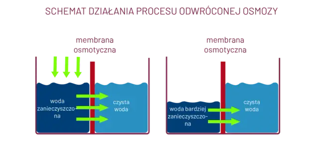 Osmoza w biologii: jak działa i jakie ma znaczenie dla życia komórkowego