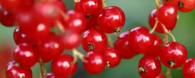 Czy pies może jeść porzeczki i co warto wiedzieć o ich wpływie?