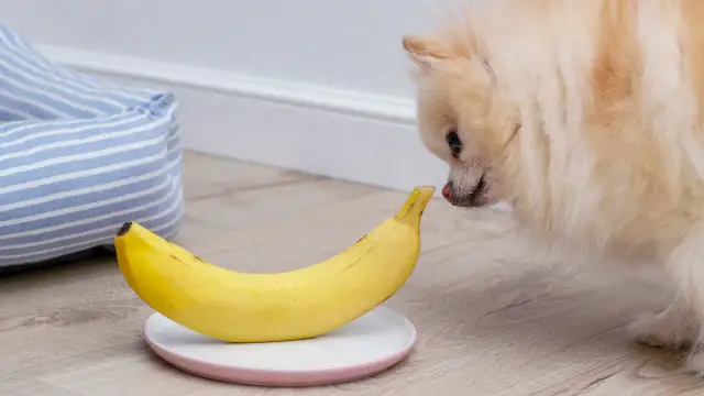 Czy pies może jeść banany? Korzyści i zagrożenia dla pupila