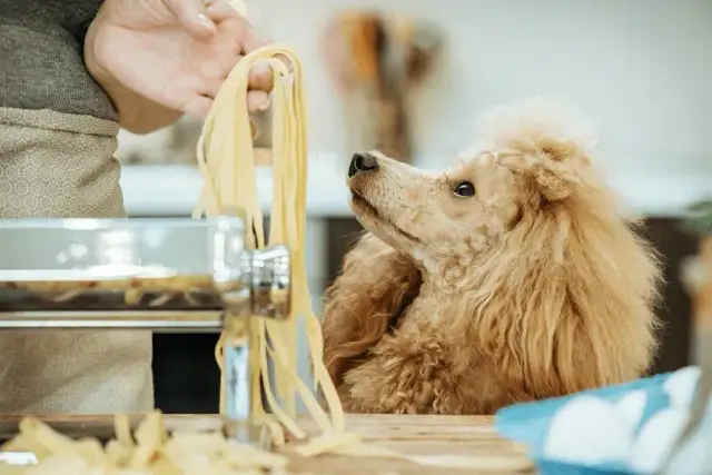 Czy pies może jeść makaron? Bezpieczne zasady i odżywcze korzyści