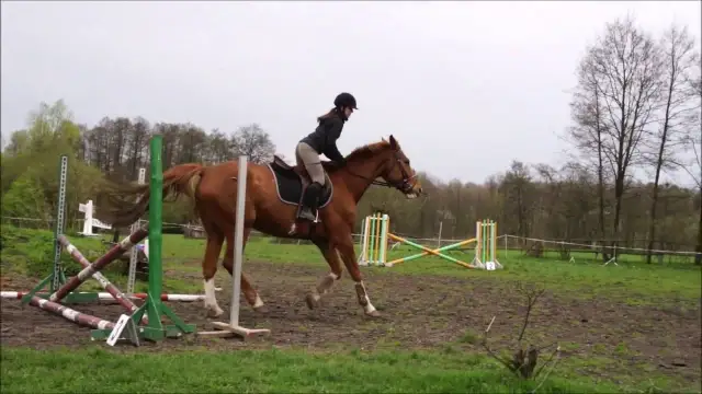 Liceum jeździeckie z internatem – idealne miejsce dla przyszłych jeźdźców