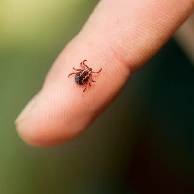 Jakie choroby przenosi kleszcz i jak ich unikać, by się nie zarazić