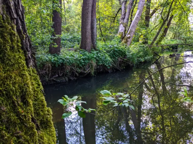 Rezerwat Przyrody Puszcza Słupecka – co warto wiedzieć przed wizytą i jak uniknąć błędów