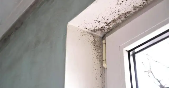 Dlaczego wychodzi grzyb przy oknie? Poznaj przyczyny i sposoby na pleśń