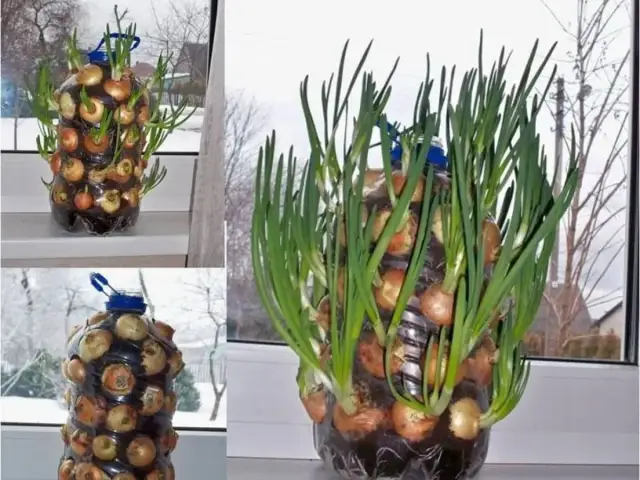 Poznaj kreatywne sposoby na wykorzystanie butelek plastikowych w ogrodzie