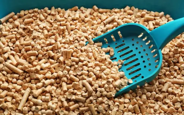 Ile zwirku wsypać do kuwety, aby zapewnić kotu komfort i czystość