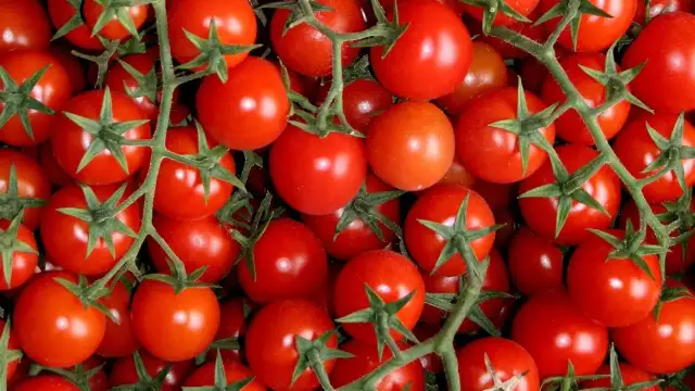 Kiedy sadzić pomidory koktajlowe, aby uniknąć nieudanych plonów